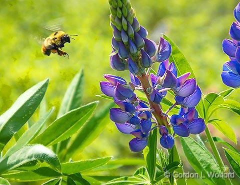 Bee Buzzing Around Lupin_DSCF03221.jpg - Photographed at Ottawa, Ontario, Canada.